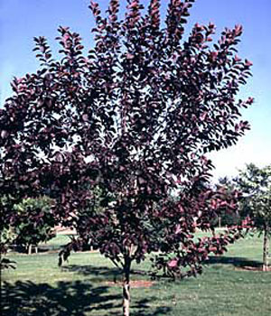 Canadian Chokecherry