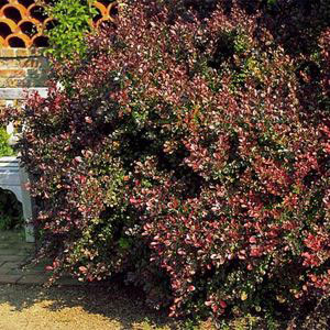 Red Leaf Barberry