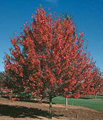 Autumn Flame Maple